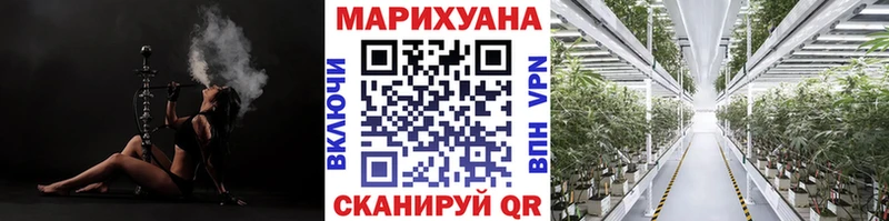 Бошки Шишки сатива  Терек 